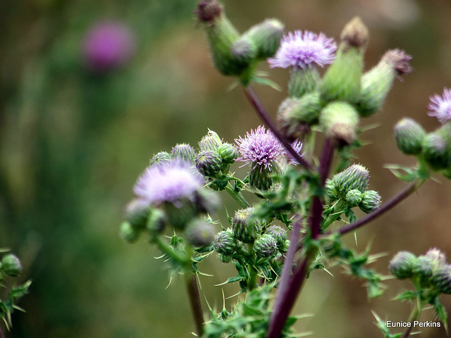 Thistle in Bloom.