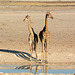 Namibia, A Couple Giraffes in Etosha National Park