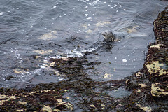 Common seal at Flamborough head