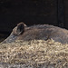 20160306 0265VRAw [D~BI] Wildschwein (Sus scrofa), Tierpark Olderdissen, Bielefeld