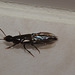 Beetle IMG_7925
