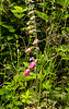 20190614 5323CPw [R~GB] Roter Fingerhut (Digitalis purpurea), Waldwanderung, Wales