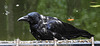 20190907 6007CPw [D~HRO] Rabenkrähe (Corvus corone), Zoo, Rostock