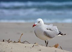 Menorca seagull