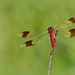 Banded Darter ~ Bandheidelibel (Sympetrum pedemontanum), male ♂...