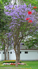 Jacarandas has blossom