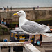 Herring gull at Scarborough