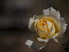 Harry & David Garden: Glowing Golden Rose