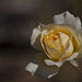 Harry & David Garden: Glowing Golden Rose