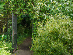 Gate into the woods