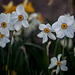 246/366: Red-Frilled Daffodils with Yellow Cups and White Petals