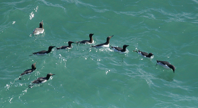 Guillemots playing 'follow the leader' in the sunshine!