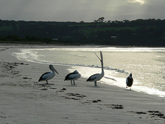 pelicans on Kangaroo island