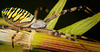 Die Wespenspinne (Argiope bruennichi) hat sich aus ihren Spinnennetz getraut :))  The wasp spider (Argiope bruennichi) dared to get out of its spider web :))  L'araignée guêpe (Argiope bruennichi) a osé sortir de sa toile d'araignée :))