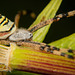 Die Wespenspinne (Argiope bruennichi) hat sich aus ihren Spinnennetz getraut :))  The wasp spider (Argiope bruennichi) dared to get out of its spider web :))  L'araignée guêpe (Argiope bruennichi) a osé sortir de sa toile d'araignée :))
