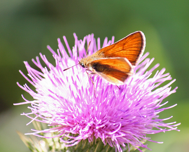 Small Skipper on thistle 1