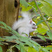 Leucistic squirrel (Sciurus carolinensis)