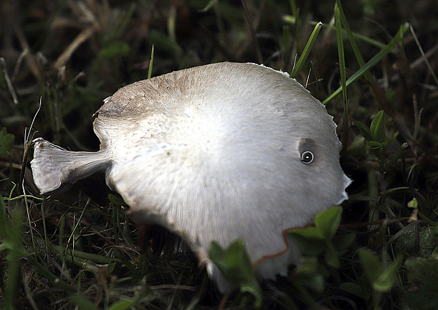 Fungi, un Troll de poisson.