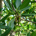 Mangroves  Darwin Northern Territory