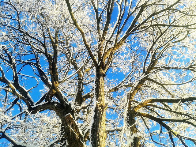Under the snowy tree