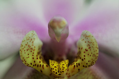 alien , dans le coeur d'une orchidée