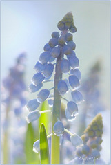 Grape hyacinth's (Muscari botryoides)...