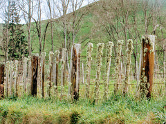Fence with Lichen
