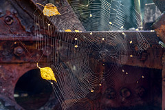 locomotive spider web