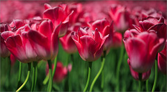 Rote Tulpen 5030