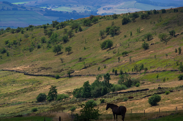 Cown Edge with horse foreground