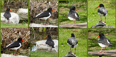 The oystercatcher family trying to decide on a nesting site by the pond