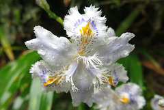 Iris japonica (Iridaceae) (Japon)