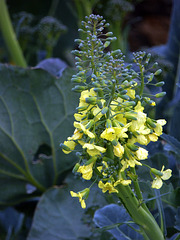 broccoletti in fiore