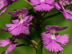 Platanthera grandiflora (Large Purple Fringed orchid) - note green pollinarium on stigma