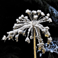 Frosted Cow Parsley