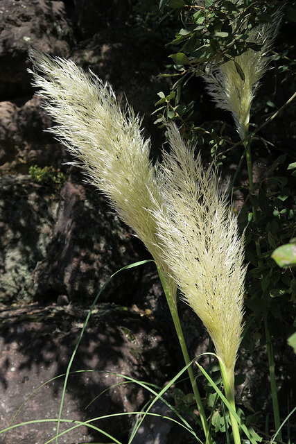 Herbe de la pampa = Cortaderia selloara, Parc des Oiseaux = Parc ornithologique des Dombes, Villars-les-Dombes (Ain, France)