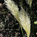 Herbe de la pampa = Cortaderia selloara, Parc des Oiseaux = Parc ornithologique des Dombes, Villars-les-Dombes (Ain, France)