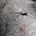 Northern Alligator Lizard (Elgaria coerulea)? Sequoia Nat Park L1020214