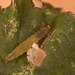 Caterpillar IMG_0620