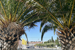 Lisbon 2018 – Palm trees