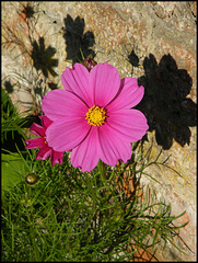 sunlight on a pink flower