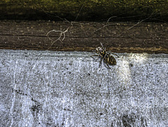 Small spider in the garden