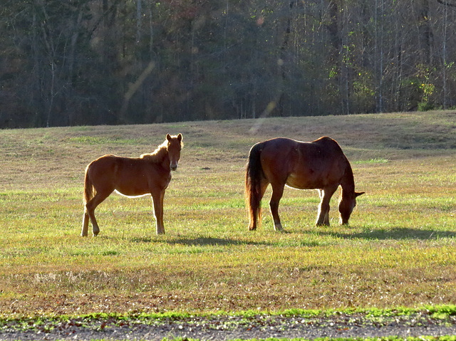 My neighbor's horses