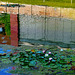 Ein Sommernachmittag am Seerosenteich - A Summer Afternoon at the Water Lily Pond