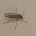 Fly IMG_0533
