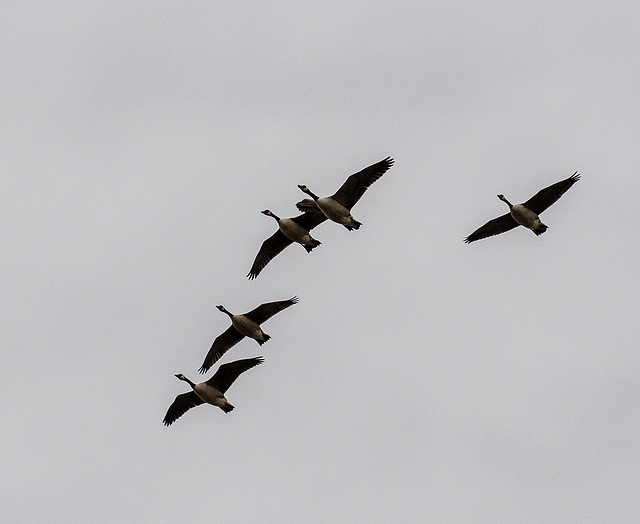 Geese in flight.9jpg
