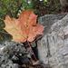 20/50 maple leaf, feuille d'érable