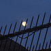 moon behind the fence