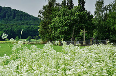 Der Wiesenkerbel blüht - The cow parsley is blooming - HFF
