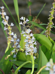 Pontederia cordata with bumblebee